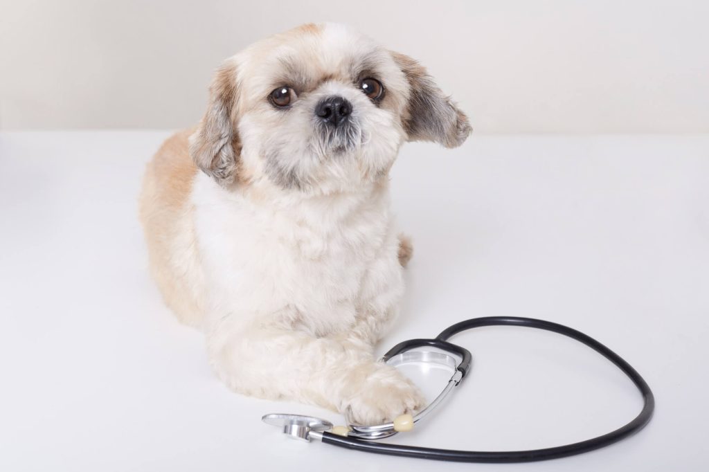 Medical IT Support Calgary