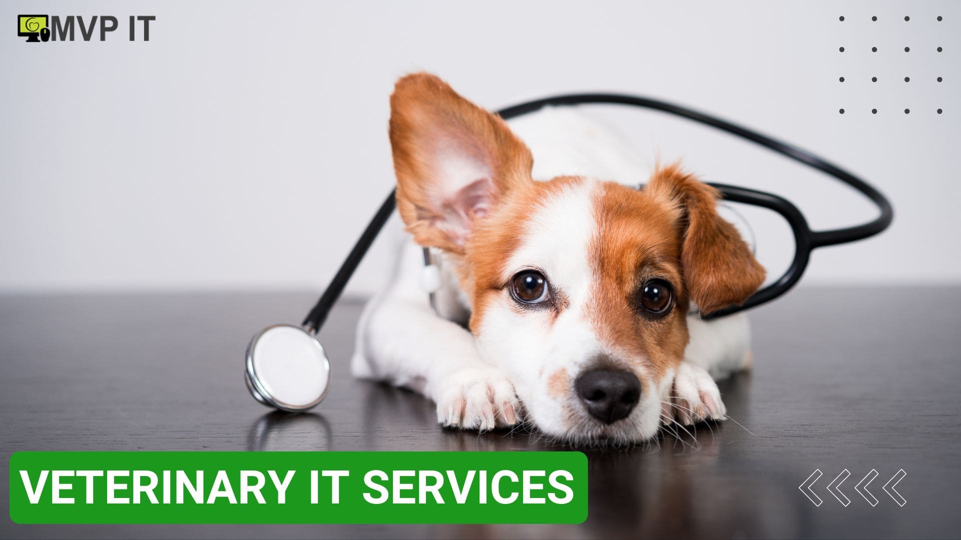 Veterinary IT Services